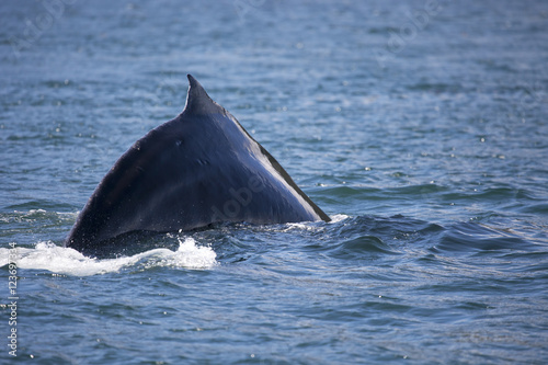 Humpback whale's hump