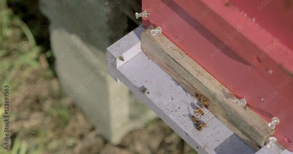 Small beehive entrance with honeybees. Small beehive entrance with honeybees.