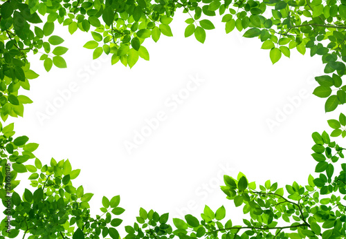 Green Leaves frame on white background