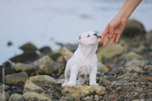 White bulldog puppy touches hand of person photo