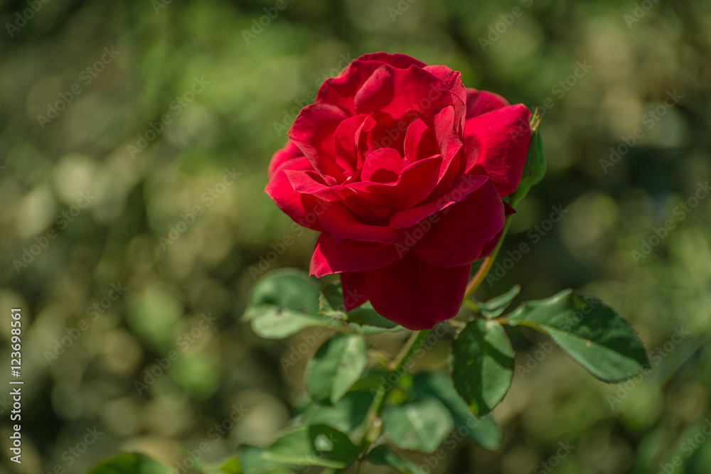 Withered red rose in the garden. Shallow depth of field. Withered red rose in the garden. Shallow depth of field.