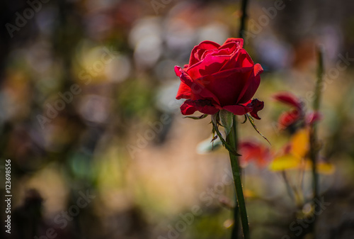 Withered red rose in the garden. Shallow depth of field.