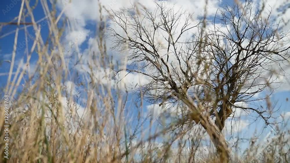 Dry grass field lonely in the field on tree a background of blue sky autumn nature Dry grass field lonely in the field on tree a background of blue sky autumn nature