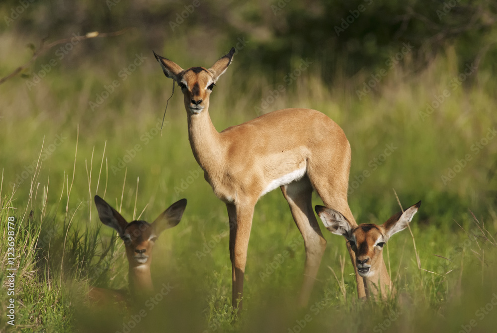 Fototapeta premium Impala, Aepyceros melampus, Kruger National Park, South Africa