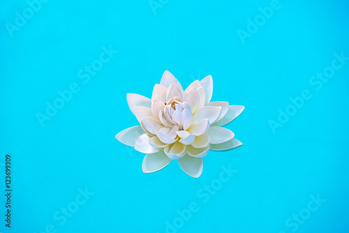 Single white water lily flower floating on water