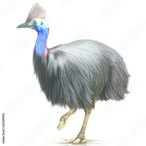 A cassowary bird