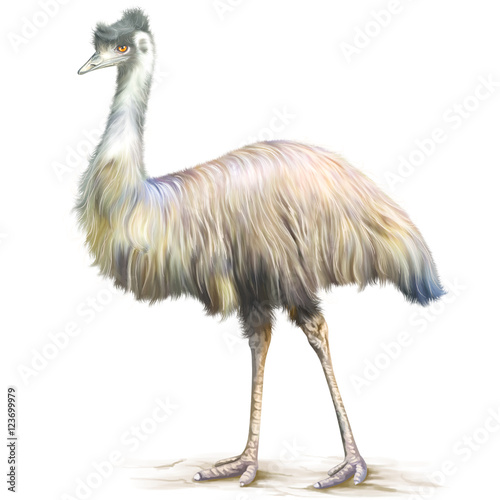 Emu bird