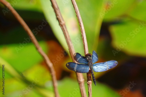 blue wings / beautiful blue dragonfly drying its wings in a small branch in Canaima, Venezuela
