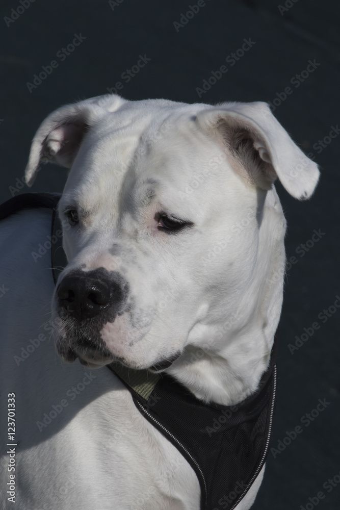white dog white dog