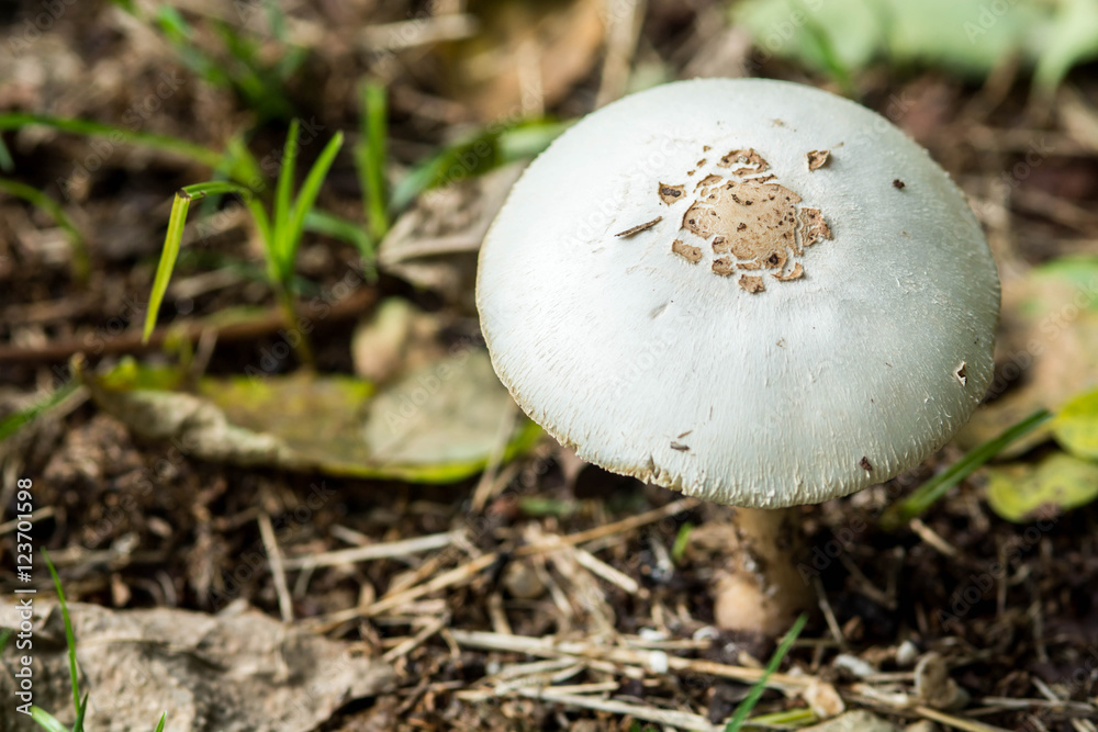 close up of Psilocybin mushroom, also known as Magic Mushroom close up of Psilocybin mushroom, also known as Magic Mushroom