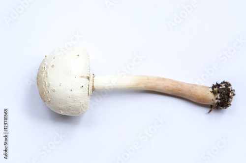 Psilocybin mushroom, also known as Magic Mushroom isolated on white background