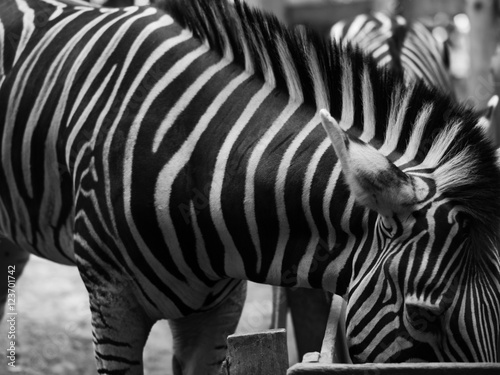 ZEBRA photo