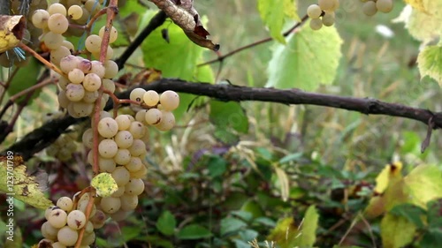 Vitis X labruscana in field photo