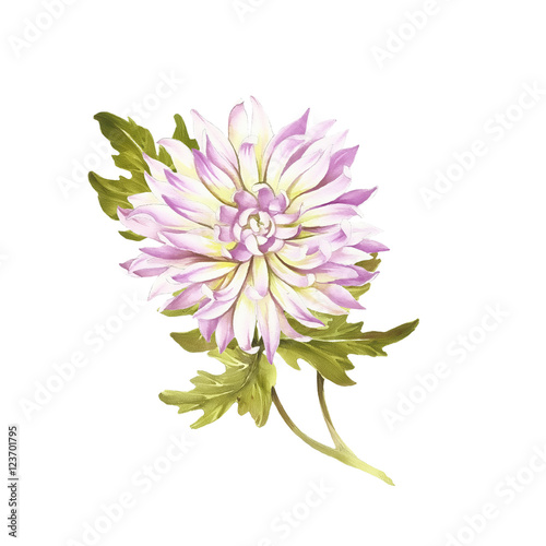 Image chrysanthemum flower. Watercolor