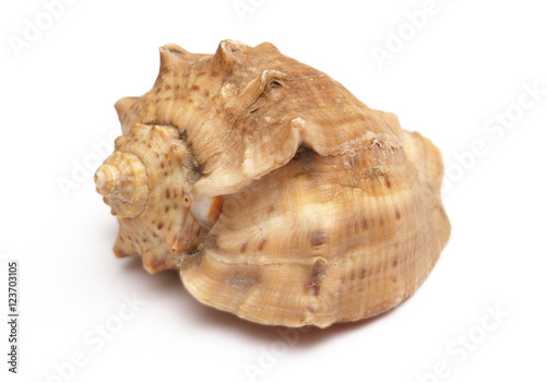 Close-up a shell isolated on a white background