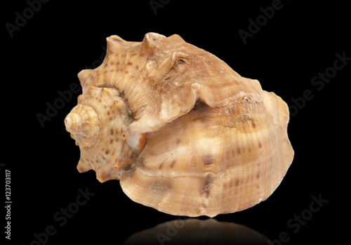 Close-up a shell isolated on a black background