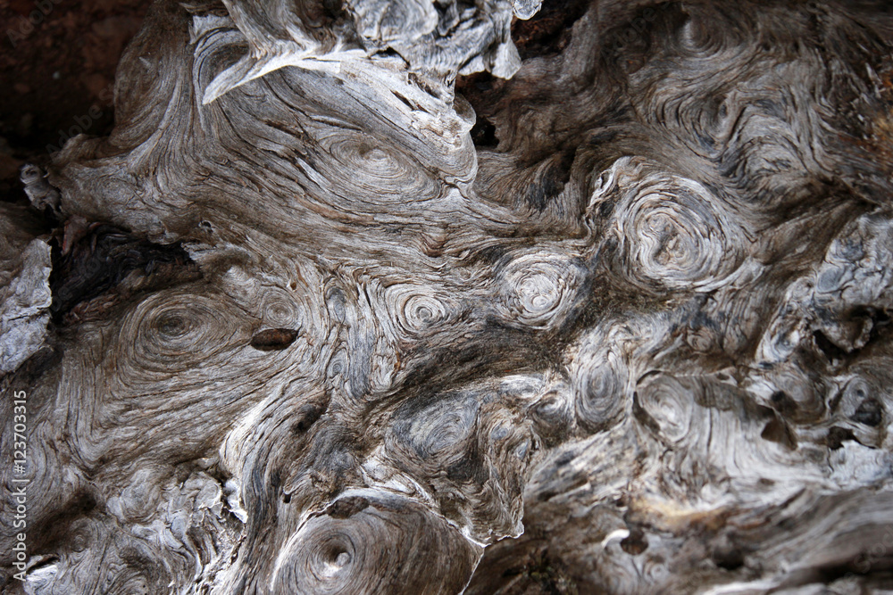 Foto de Tree Background do Stock | Adobe Stock