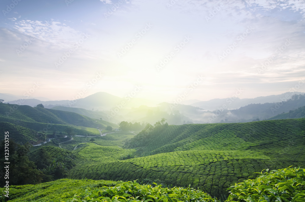 Tea Farm sunrise scenery from hill top of Cameron Highland, Malaysia. Amazing hill wave look and terrace background