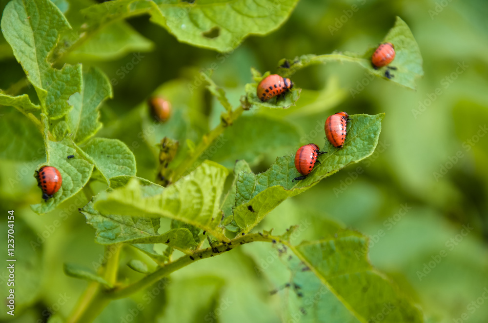 The red colorado beetle's larva feeding The red colorado beetle's larva feeding