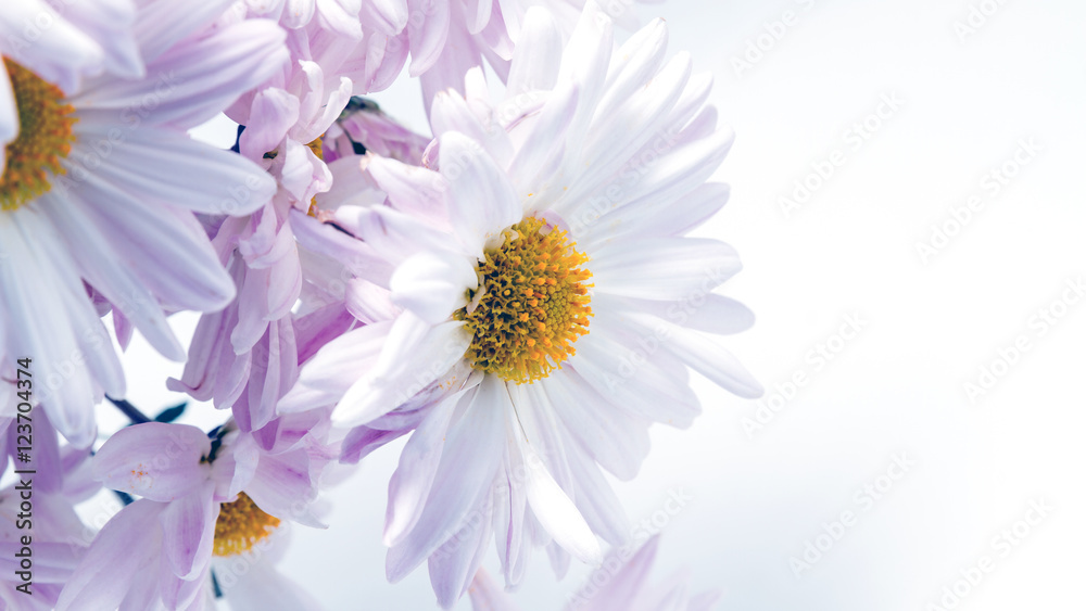 delicate flowers pink chrysanthemum on white background delicate flowers pink chrysanthemum on white background
