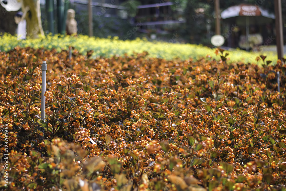 Obraz premium blurred image background of red and yellow plant at nursery with metal water sprinkler