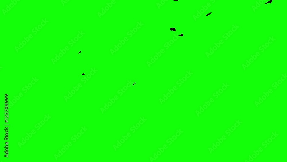 birds on the green screen