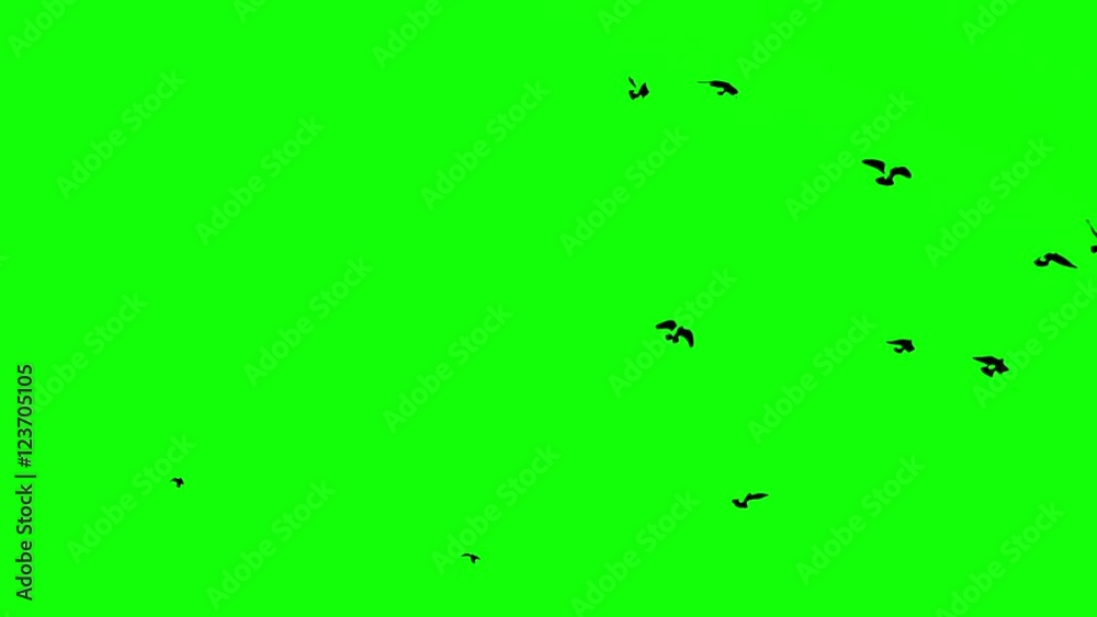 birds on the green screen