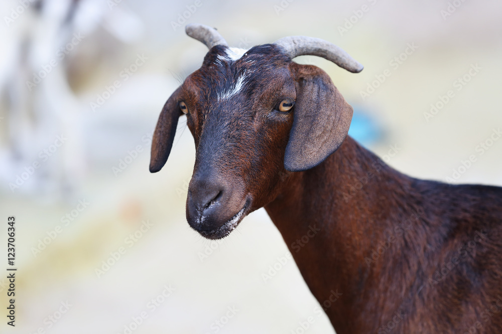Fototapeta premium Goat