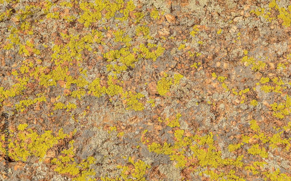 Texture of moss and lichen on the stone, background Texture of moss and lichen on the stone, background