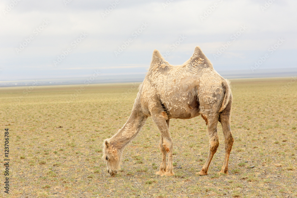 Naklejka premium Camels in the Gobi Desert, Mongolia
