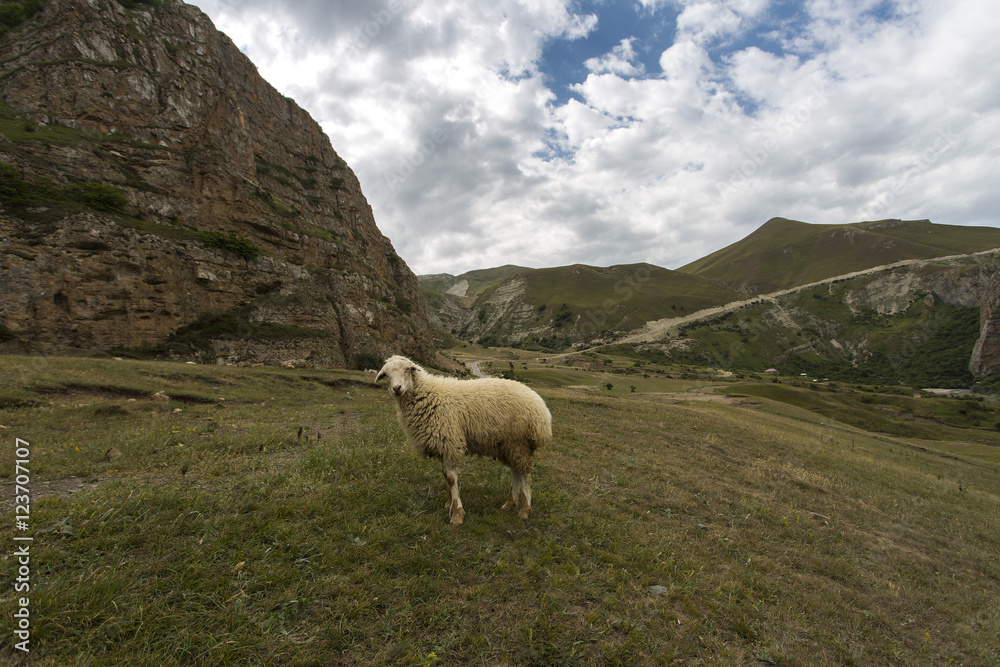 Sheep on the mountain pasture