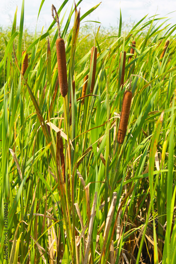 Fototapeta premium Reeds in a marsh