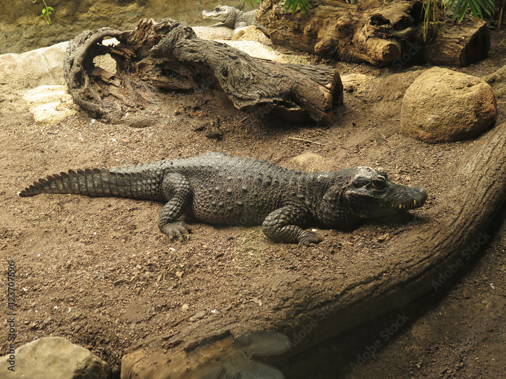 cocodrilo
