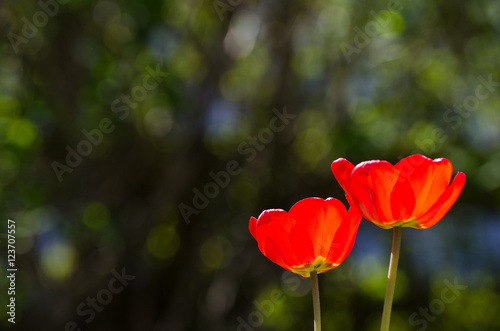 Shiny red tulips