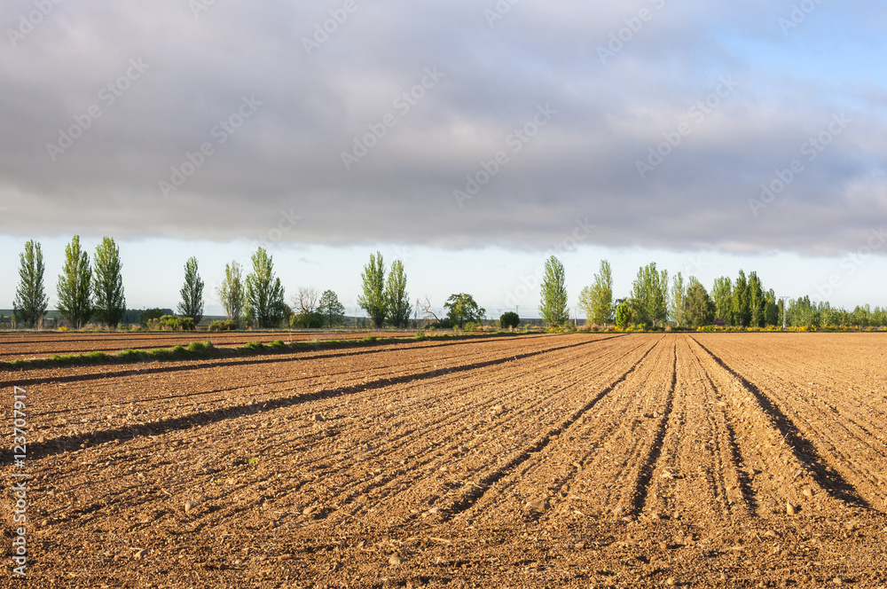 Initial stages of cornfields in the plain of the River Esla, in Leon Province, Spain
