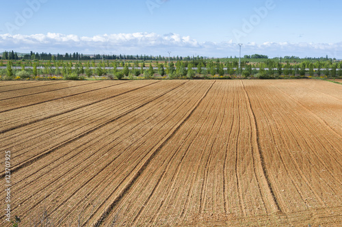 Initial stages of cornfields in the plain of the River Esla, in Leon Province, Spain photo