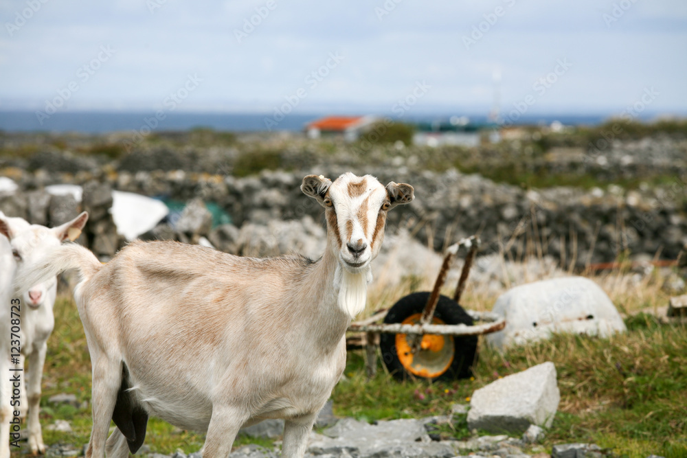 Obraz premium chevre blance