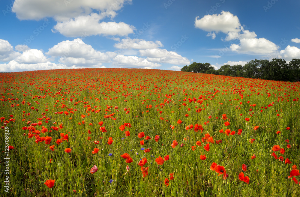 Fototapeta premium Maki na łące, polne maki