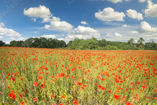 Poppies in the meadow Wildflowers poppies  