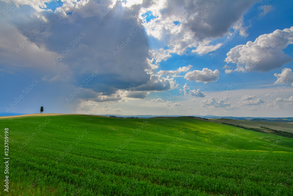 Green field and blue sky with white clouds. Green field and blue sky with white clouds.