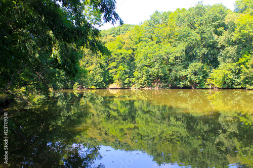 Lake in forest