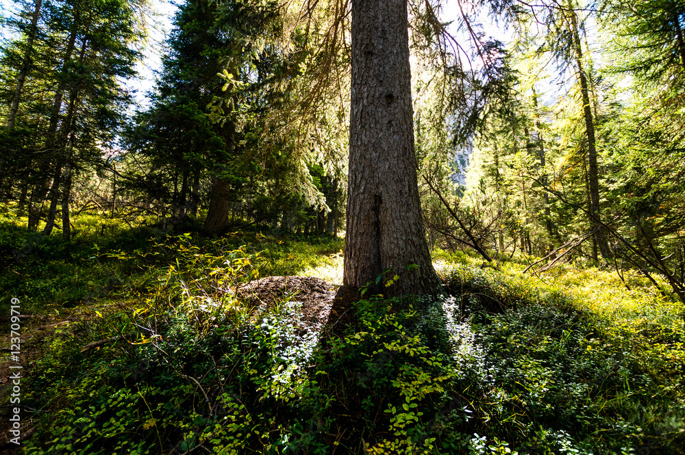 Fototapeta premium Südtirol