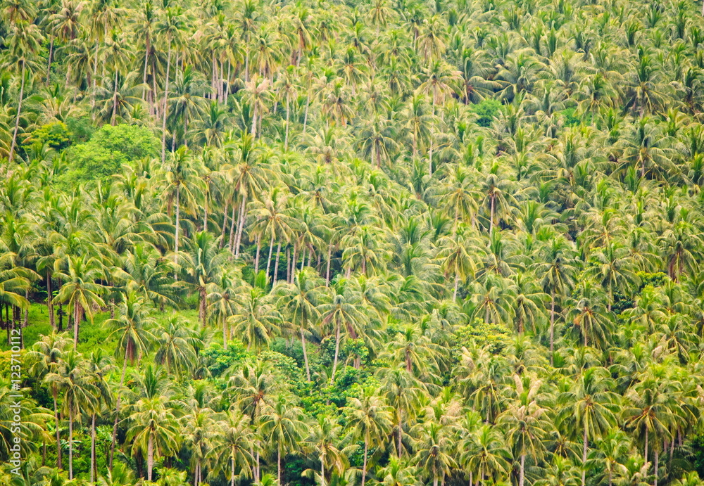 Obraz premium The forest of coconut palms. Camiguin Island. Philippines.