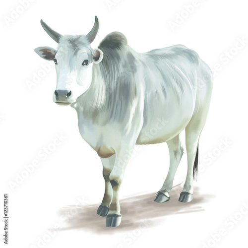 Ox
