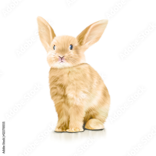 Rabbit