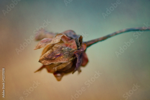 Dry flowers in the sun rays