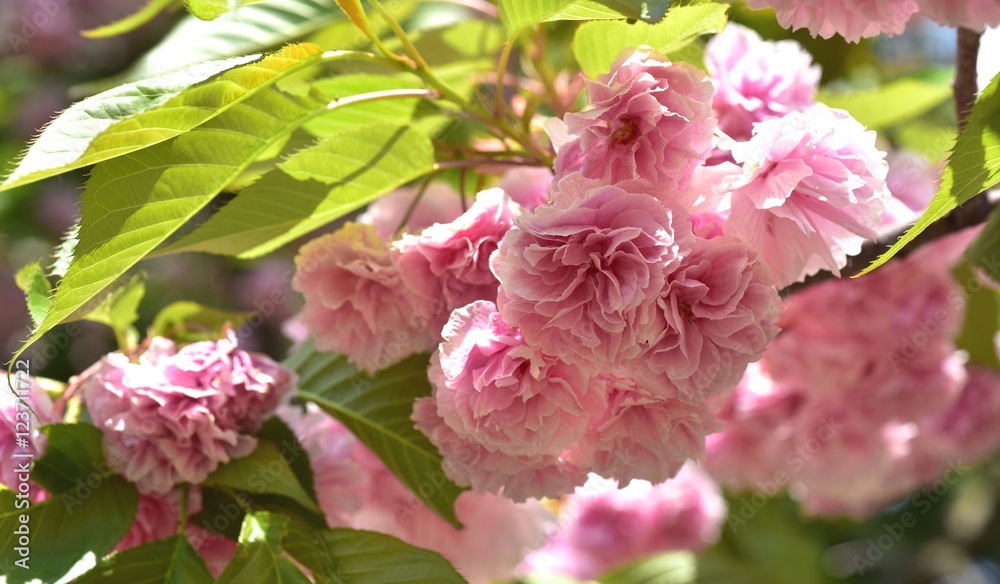 Fototapeta premium 光に照らされる八重桜