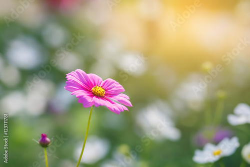 Cosmos flowers blooming in the garden with sunrise