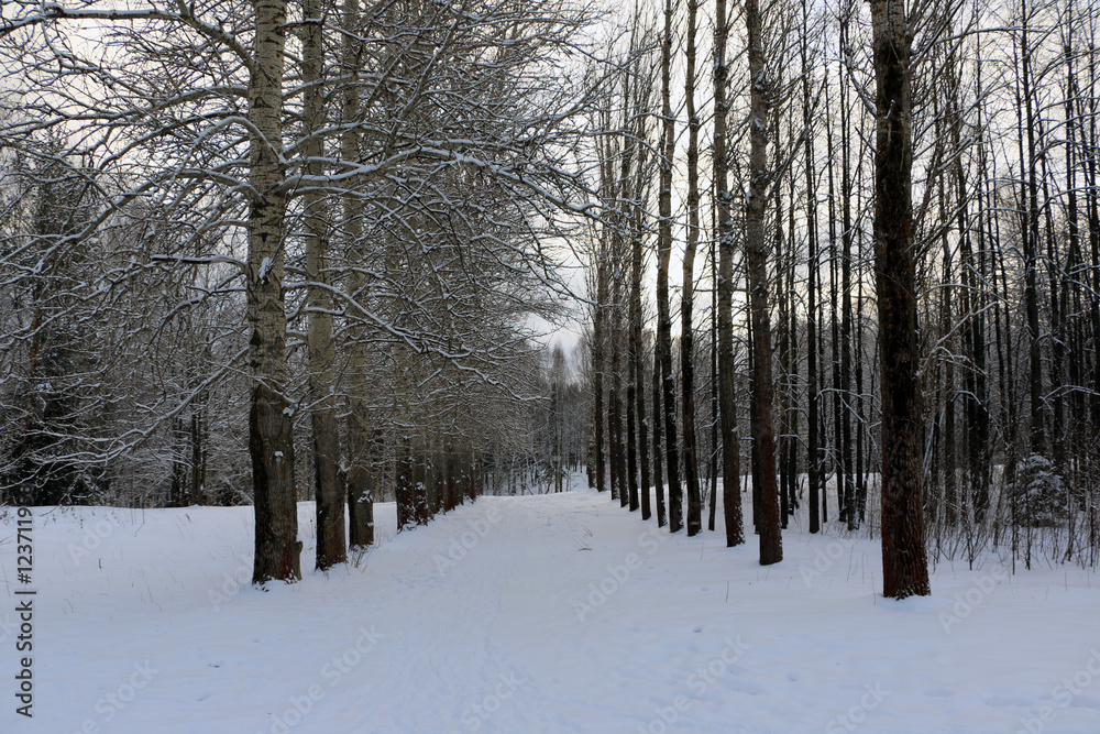 Tree and snow in a winter day