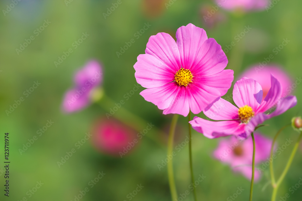 Cosmos flowers blooming in the garden Cosmos flowers blooming in the garden